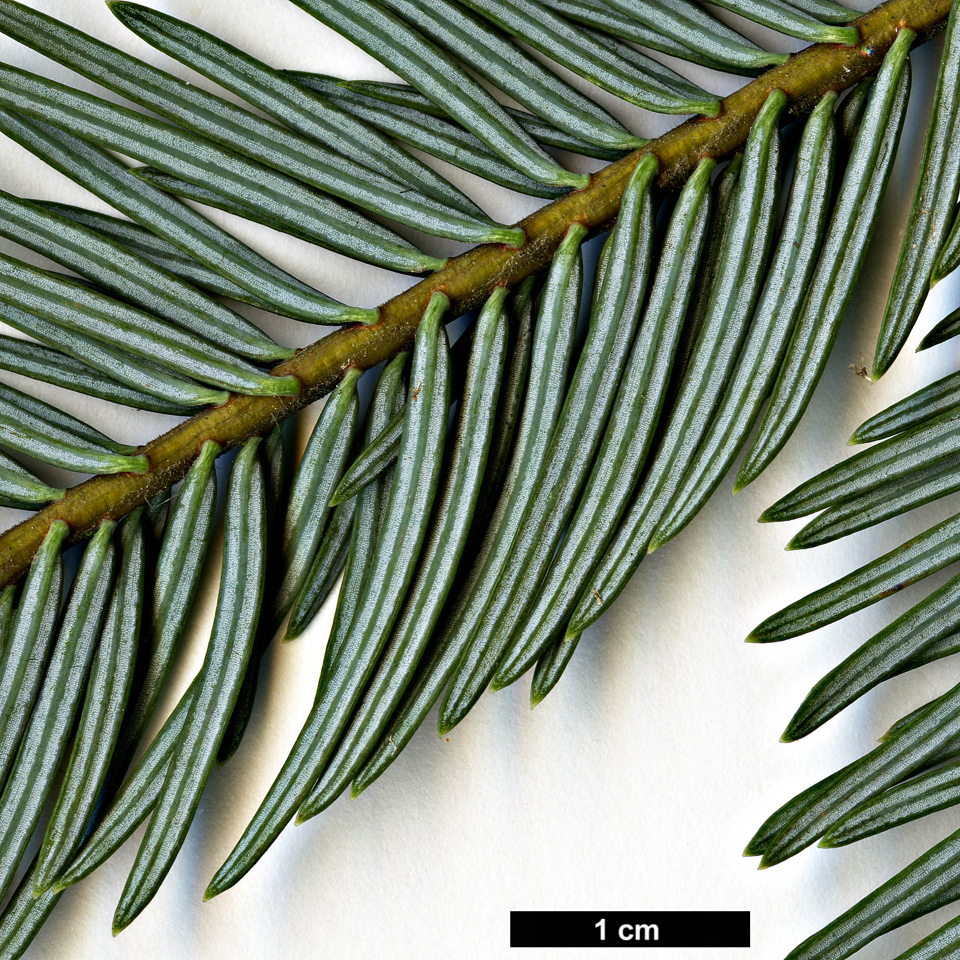 High resolution image: Family: Pinaceae - Genus: Abies - Taxon: durangensis